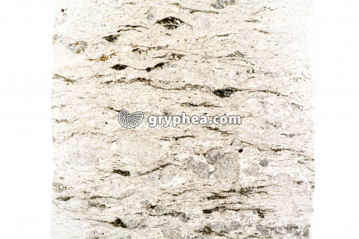 Migmatite LPNA x1,5 - gryphea.com